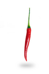 One red chilli on a white background