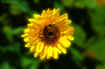 sunflower in garden
