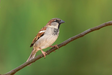 House sparrow at bakcyard home feeder