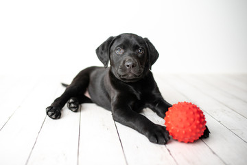 Black Labrador retriever puppy on a white background with a red ball