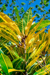 Bright yellow garden croton Codiaeum variegatum close up texture © Krzysztof Bargiel