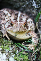toad in the grass