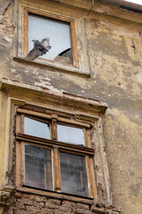 Fototapeta na wymiar Old building and a pigeon