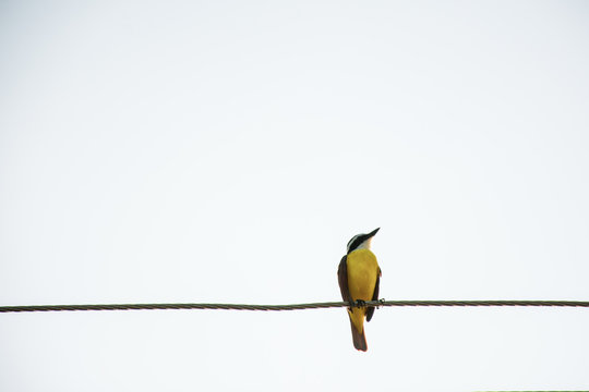 Yellow Bird On The Wire