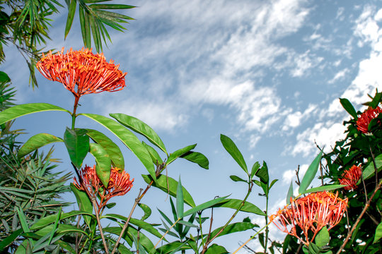 Closeup of Ixora blooming plant on a beautiful cloudy sky