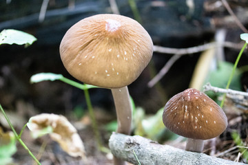 mushroom in the forest