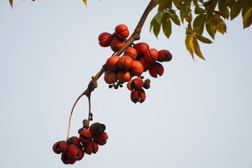 fruit on the tree and the soft sunlight