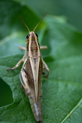 grasshopper on leaf