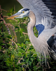 About to take off with new nesting material, great blue heron in FL