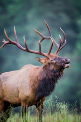 Bugling elk during mating season