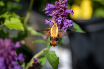 sphinx moth