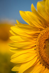Close up of petals of sunflower vertical