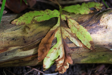 leaf on wood