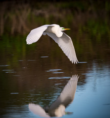 Great White Egret flies over Venice Rookery