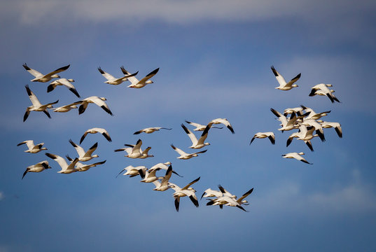 Huge flock of migrating snow geese in the blue sky