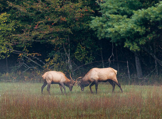 Obraz na płótnie Canvas Pair of young elks sparing in autumn