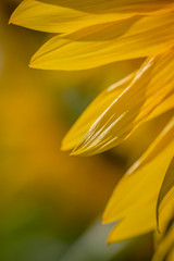 Soft sunflower petals or ligules_