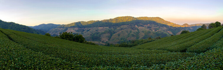 Fototapeta premium Panorama green tea plantations on the hilltop of Chiang Rai Province , Thailand landscape view panoramic Nature background
