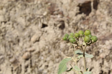 Anacahuita