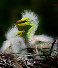 Wild female turkey walks through grass field