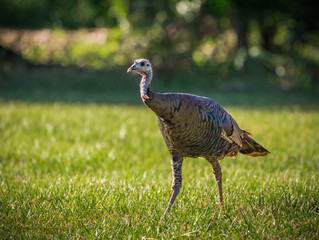 Wild female turkey walks through grass field