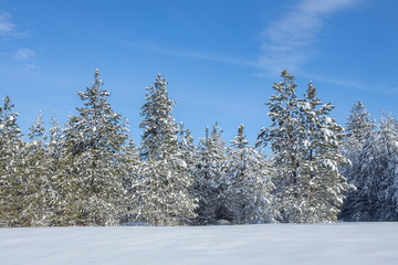 Snow covered trees under a blue sky.