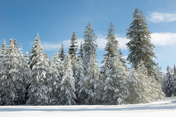Pine trees covered in snow.