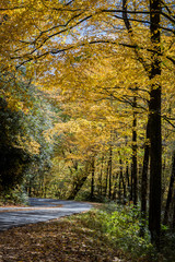 Yellow trees of Autumn in North Carolina mountains