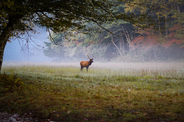 Young male elk with mist and fall color