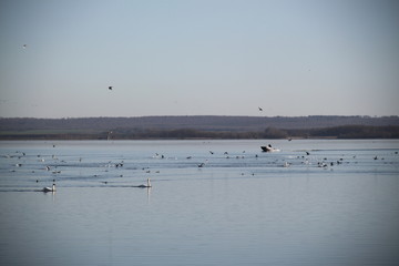 Fishing guard motorboat on reeds and calm water