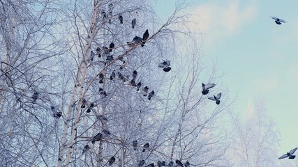gray pigeons stood on a branch with white snow. A flock of birds close-up. animals in the winter season. Frosty trees in frosty winter.