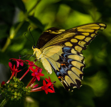 Yellow and black swallowtail pollinating red flowers