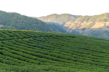 Fototapeta na wymiar Green tea plantations on the hilltop of Chiang Rai Province , Thailand landscape view Nature background