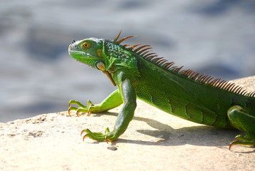 A green iguana by the bay near Fort Lauderdale Beach, Florida, U.S.A