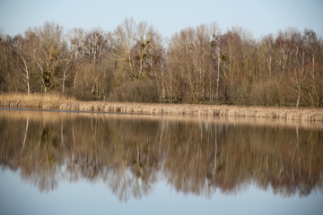 Madine lake natural reeds landscape