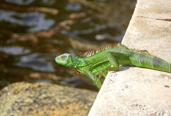 A green iguana by the bay near Fort Lauderdale Beach, Florida, U.S.A