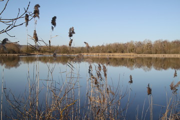 Madine lake natural reeds landscape