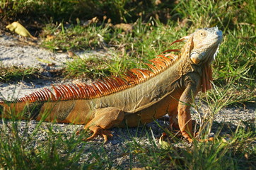 A red iguana on the ground near Dania Beach, Florida, U.S.A