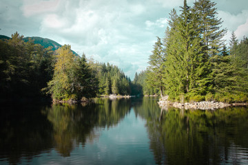 Fototapeta premium reflect of the forest