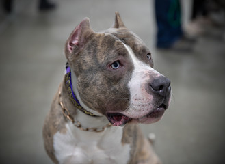 male pitbull has spotted something of interest