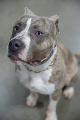 pitbull is drooling and waiting for a treat