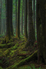 Lush Green Moss Covered Trees and Vegetation in Dense Fertile Rainforest 