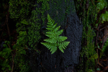 Young Green Fern Frond on Moss Covered Tree in Lush Pacific Rainforest