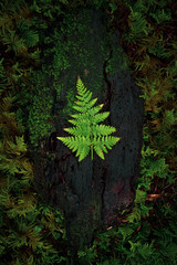 Vibrant Green Fern in Dense Lush Rainforest