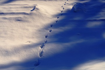 雪道の狐の足跡