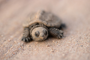 baby turtle