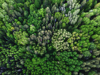 Drone view on green forest