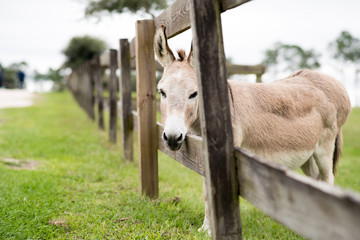 Portrait of a donkey taken sideways at a horse farm behind wooden fence