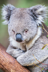 Obraz premium Koala close up in Healesville Sanctuary, Melbourne