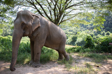 Fototapeta premium Thai elephants in the forest in the northern part of the country